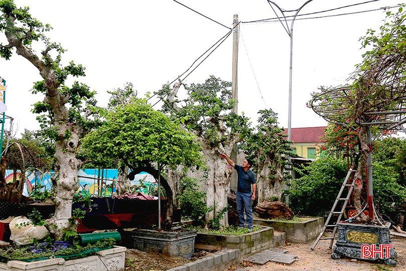 Vườn cây cảnh "cổ thụ" của ông Trần Quốc Thành ở thôn Minh Hòa. bqbht_br_8.jpg