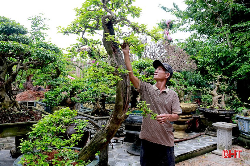 Ông Nguyễn Minh Huệ ở thôn Hương Hòa chăm sóc cây bon sai có thế độc lạ. bqbht_br_1.jpg