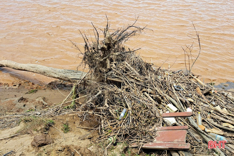 Hàng ngàn cây phi lao được trồng đề chắn sóng, nhưng nhiều cây bị bật gốc chết khô...