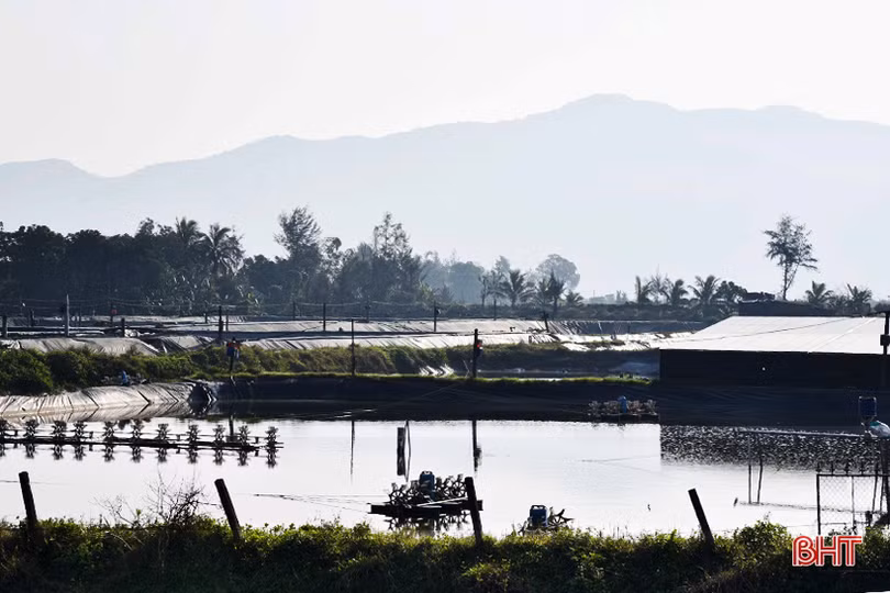 Khan hiếm nguồn cung, tôm tươi “sốt” giá trên thị trường Hà Tĩnh