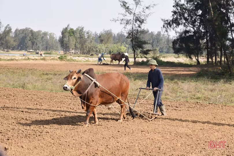 Nông dân Lộc Hà gấp rút gieo trỉa 966 ha lạc xuân
