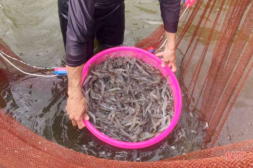 Khan hiếm nguồn cung, tôm tươi “sốt” giá trên thị trường Hà Tĩnh