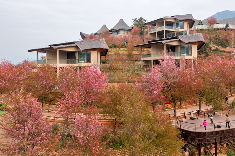 Mùa hoa ở Mù Cang Chải