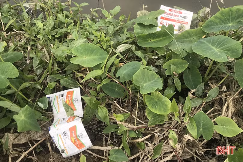 Lại “tiện đâu vứt đấy” vỏ bao thuốc BVTV trên nhiều cánh đồng ở Hà Tĩnh