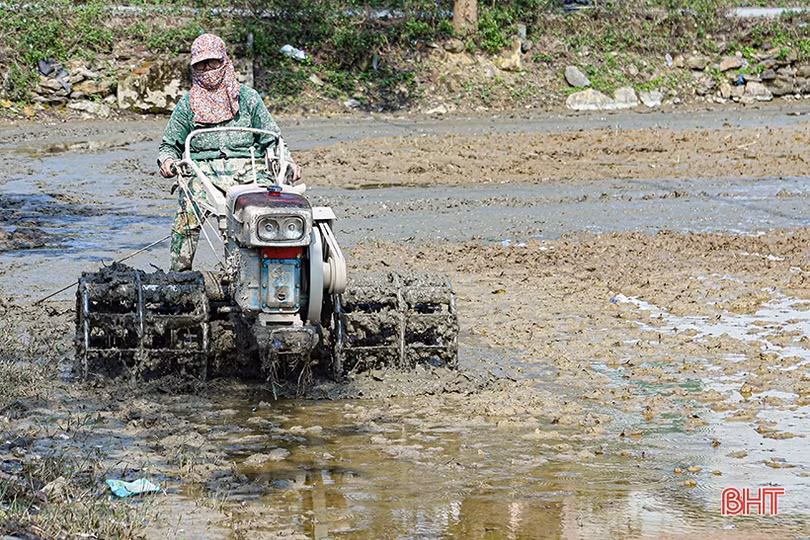 Hà Tĩnh gieo cấy xong trên 45.000 ha lúa xuân