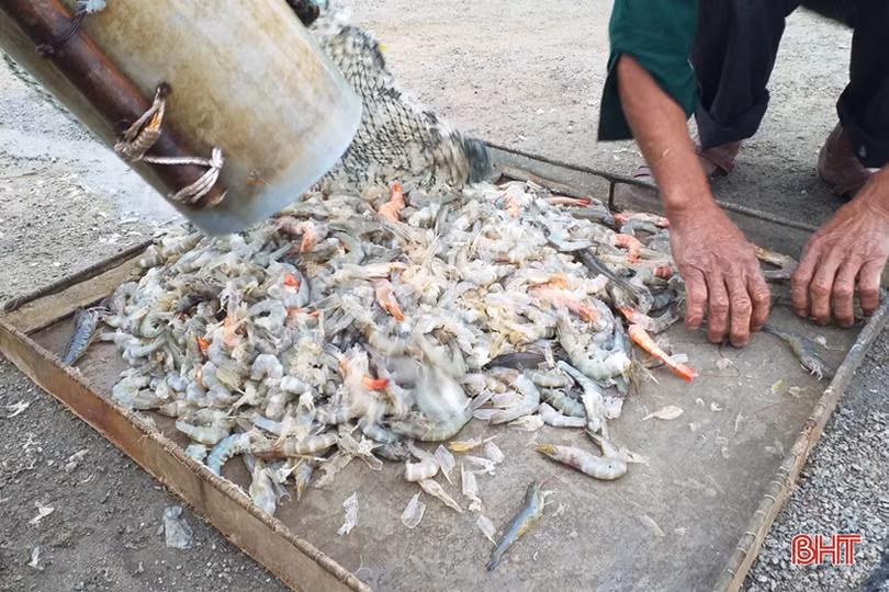 Khan hiếm nguồn cung, tôm tươi “sốt” giá trên thị trường Hà Tĩnh