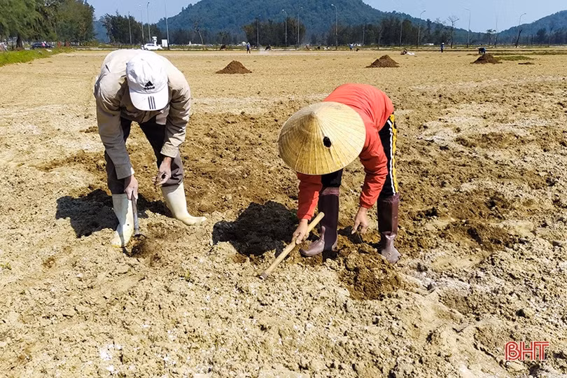 Hà Tĩnh bắt đầu vào vụ gieo trỉa lạc, ngô vụ xuân