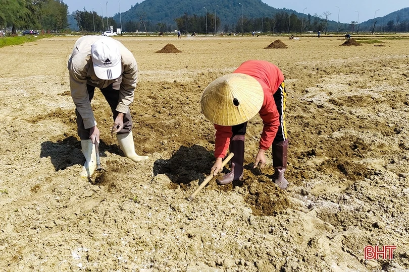 Hà Tĩnh bắt đầu vào vụ gieo trỉa lạc, ngô vụ xuân
