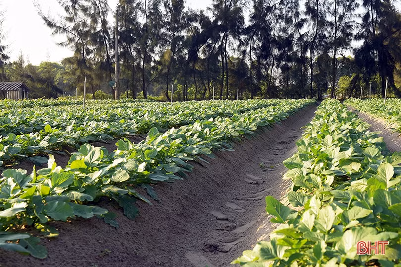 Nông dân Hà Tĩnh nô nức xuống đồng sản xuất đầu xuân