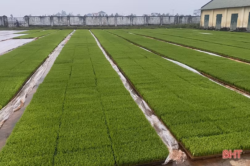 Can Lộc hoàn thành 99,8% diện tích gieo cấy lúa vụ xuân