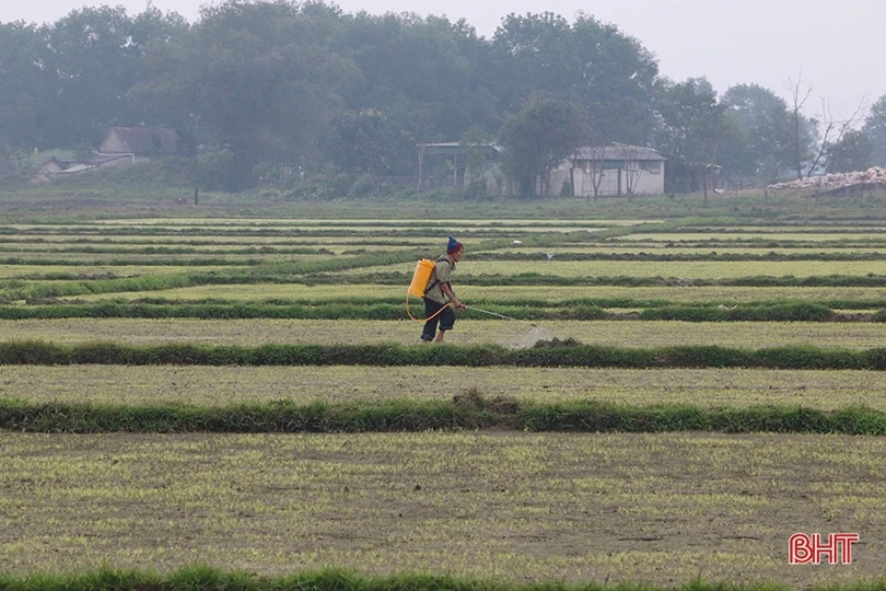 Lại “tiện đâu vứt đấy” vỏ bao thuốc BVTV trên nhiều cánh đồng ở Hà Tĩnh
