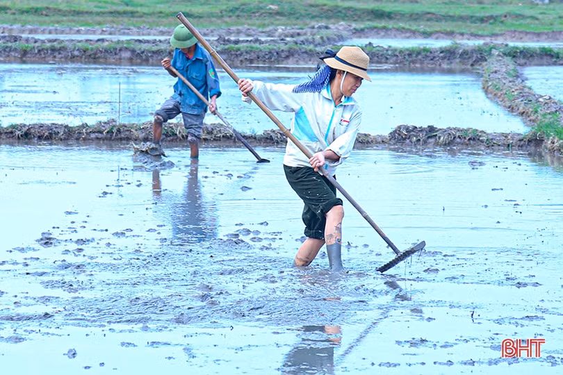 Hà Tĩnh gieo cấy xong trên 45.000 ha lúa xuân