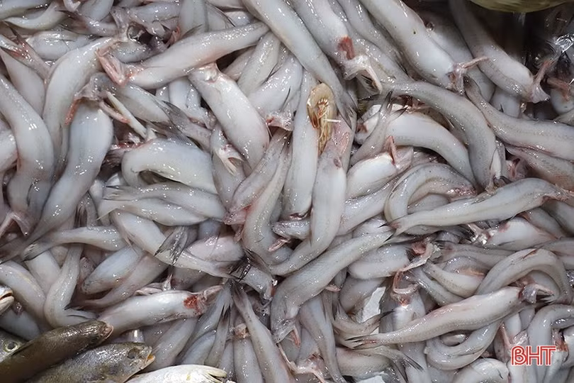 Hải sản ở Hà Tĩnh sau tết: Hàng đa dạng, giá vẫn cao ngất ngưởng!