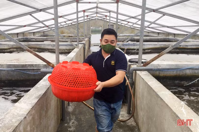 Khan hiếm nguồn cung, tôm tươi “sốt” giá trên thị trường Hà Tĩnh