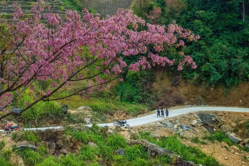 Mùa hoa ở Mù Cang Chải