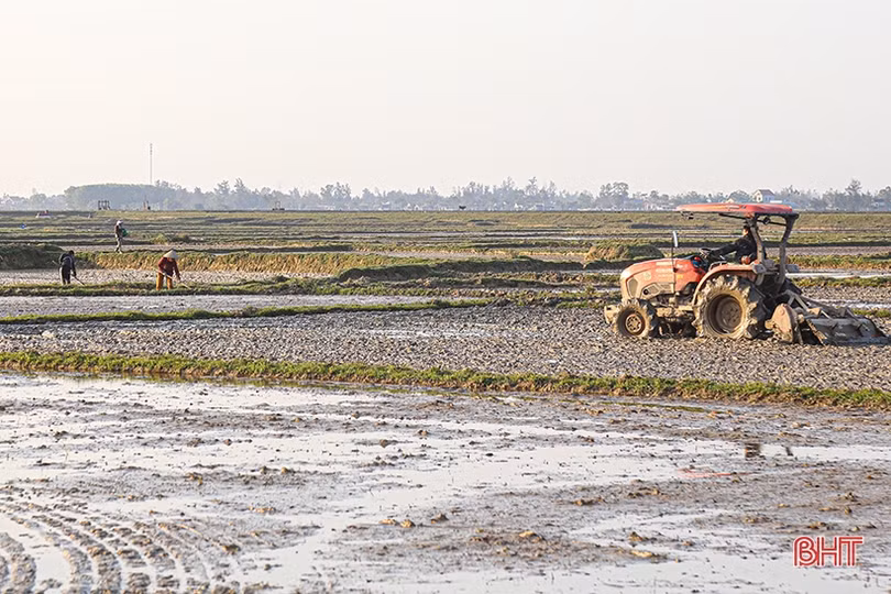 Hà Tĩnh gieo cấy xong trên 45.000 ha lúa xuân