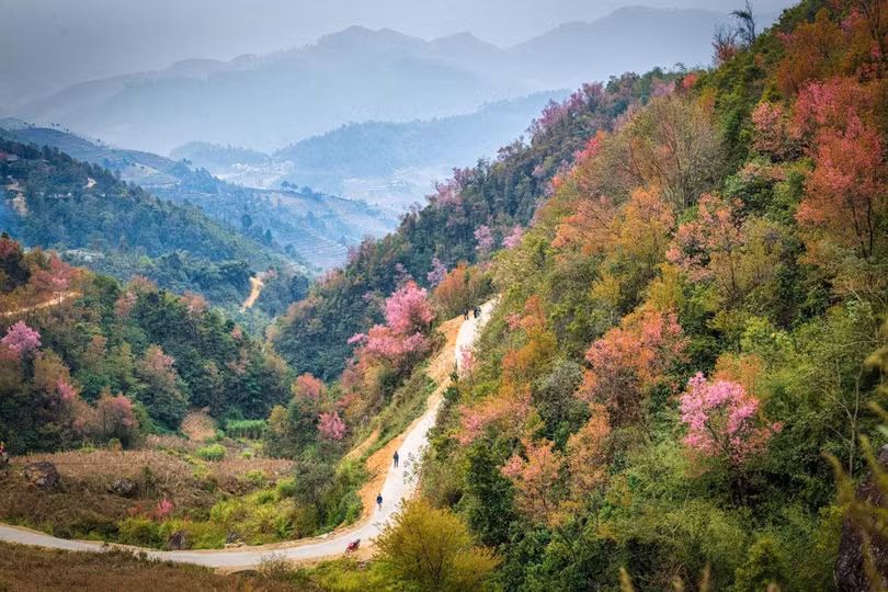 Mùa hoa ở Mù Cang Chải