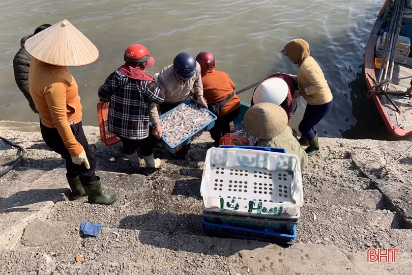 Ngư dân Hà Tĩnh thắng lớn những chuyến biển đầu năm