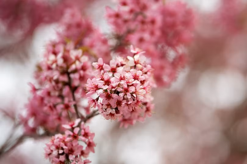 Mùa hoa ở Mù Cang Chải