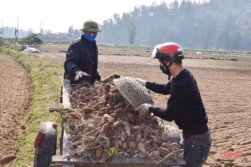Nông dân Lộc Hà gấp rút gieo trỉa 966 ha lạc xuân
