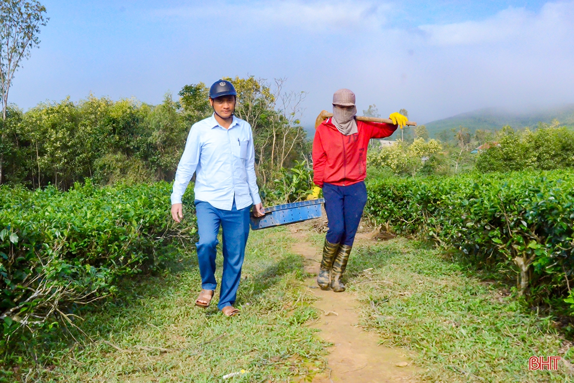 Về vùng trồng chè xanh trên đất đỏ miền thượng Kỳ Anh