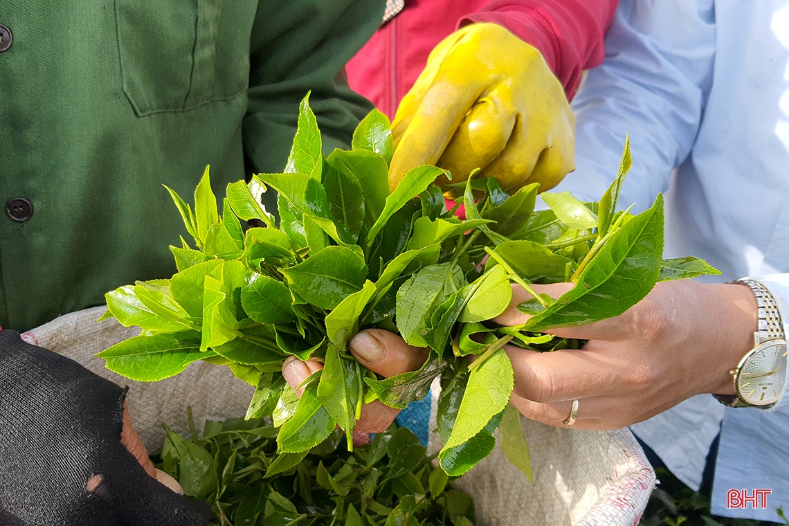 Về vùng trồng chè xanh trên đất đỏ miền thượng Kỳ Anh