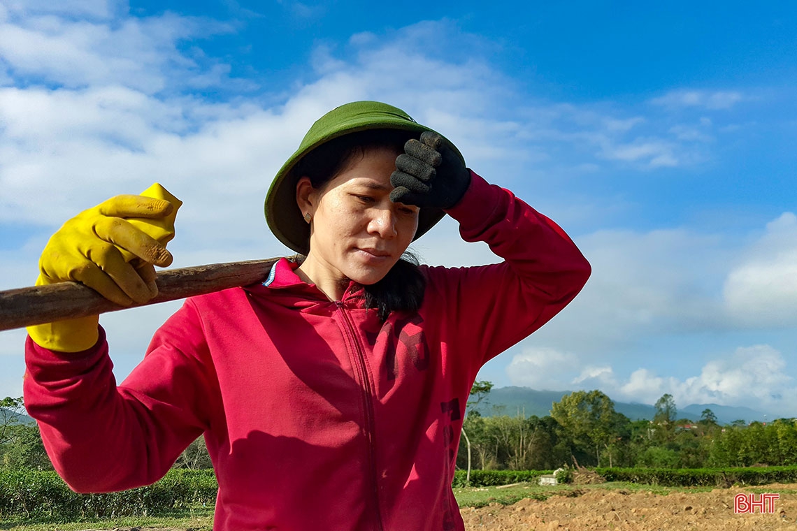 Về vùng trồng chè xanh trên đất đỏ miền thượng Kỳ Anh