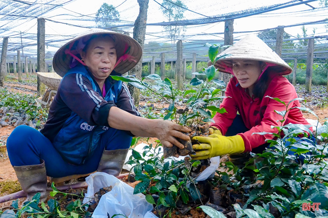 Về vùng trồng chè xanh trên đất đỏ miền thượng Kỳ Anh