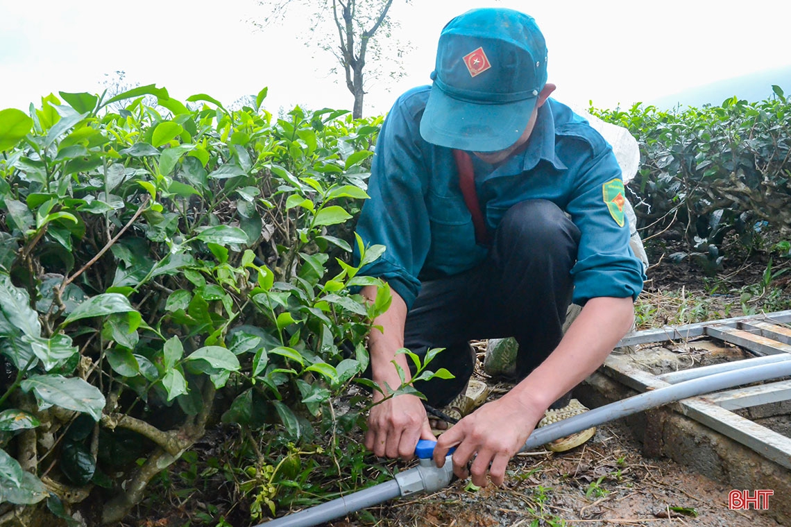 Về vùng trồng chè xanh trên đất đỏ miền thượng Kỳ Anh