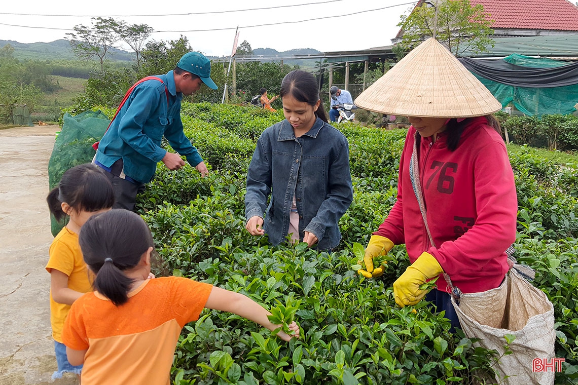 Về vùng trồng chè xanh trên đất đỏ miền thượng Kỳ Anh