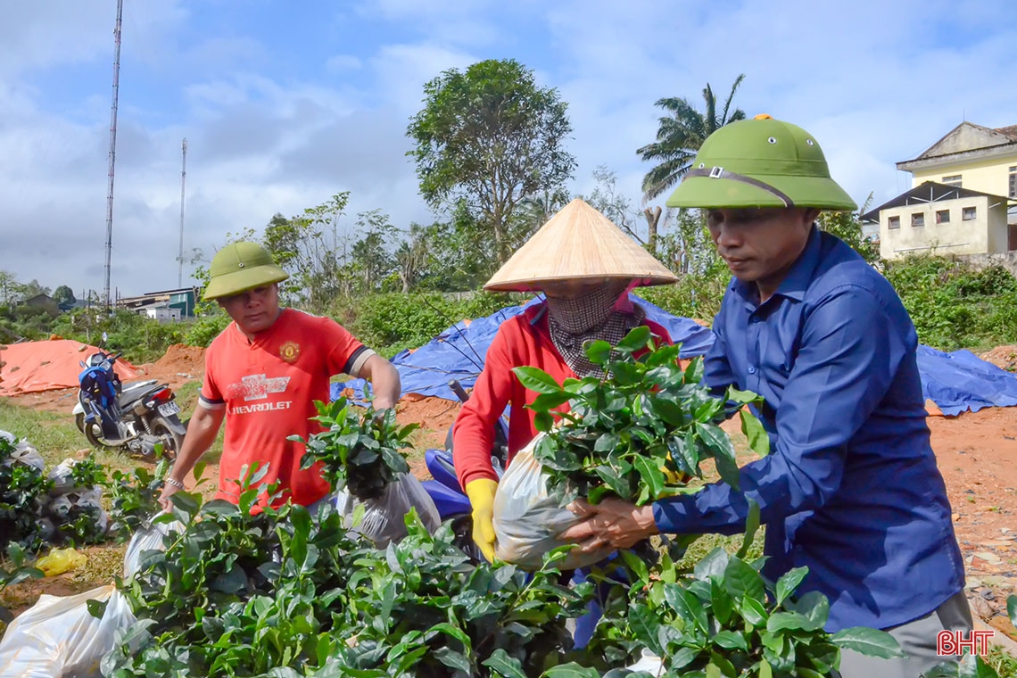 Về vùng trồng chè xanh trên đất đỏ miền thượng Kỳ Anh