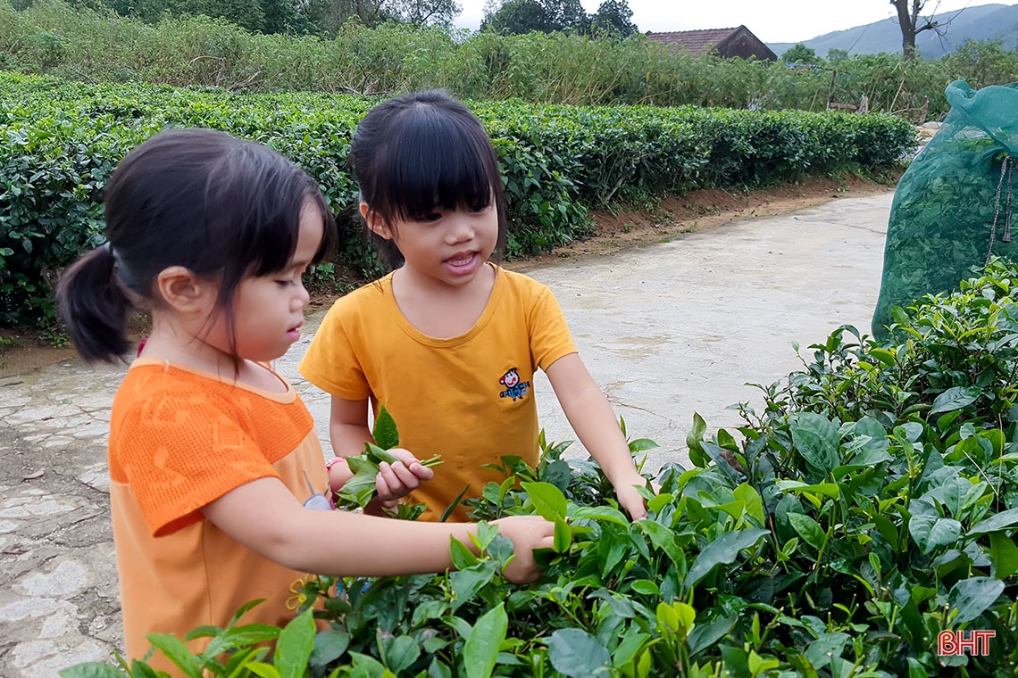 Về vùng trồng chè xanh trên đất đỏ miền thượng Kỳ Anh