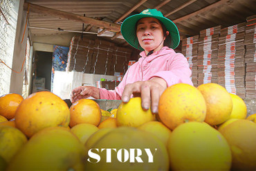 Theo chân nhà vườn “đếm quả tính tiền” mùa cam Tết