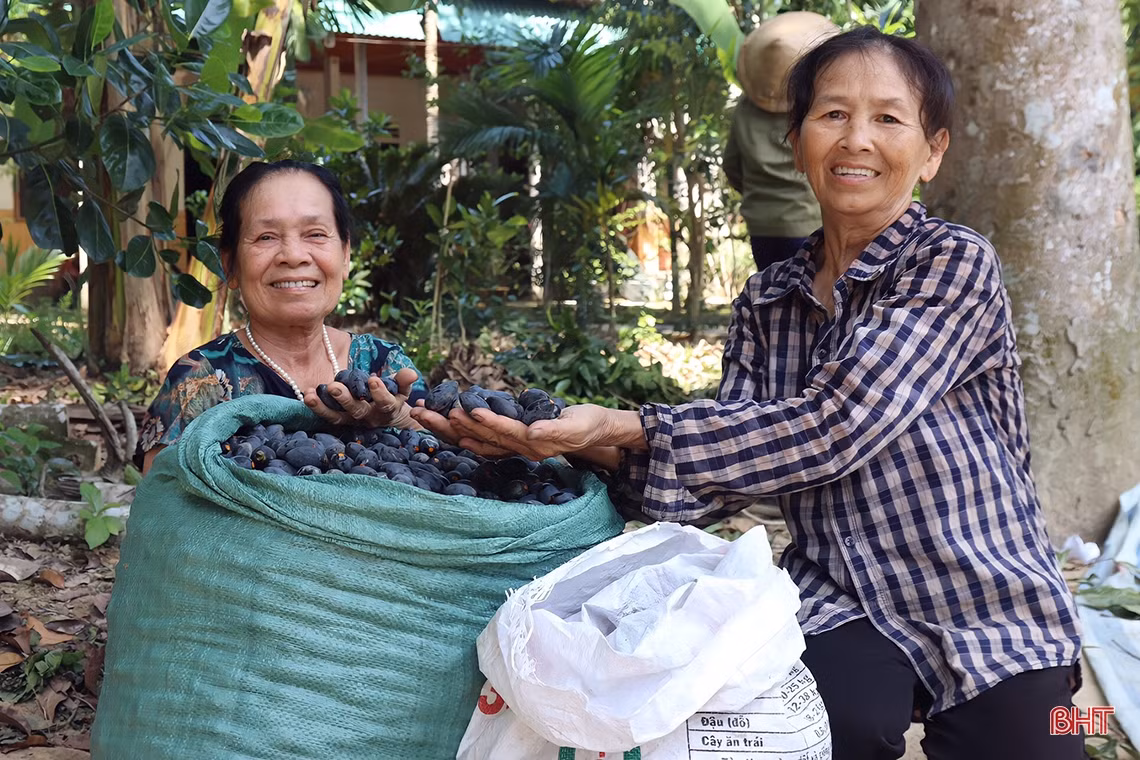 Mùa trám đen ở huyện miền núi Hà Tĩnh