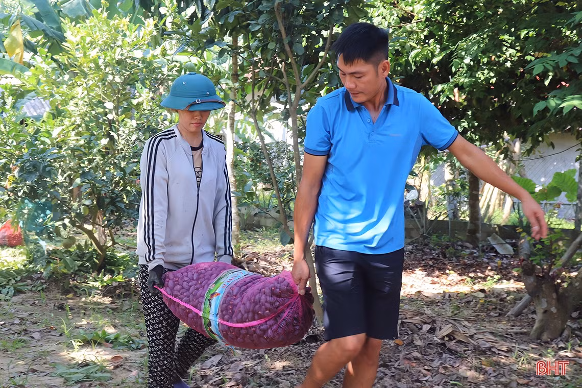 Mùa trám đen ở huyện miền núi Hà Tĩnh