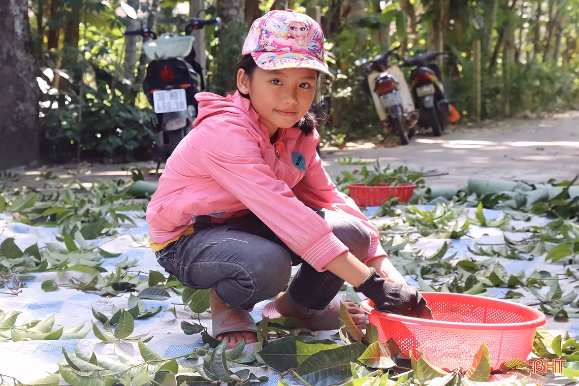 Mùa trám đen ở huyện miền núi Hà Tĩnh