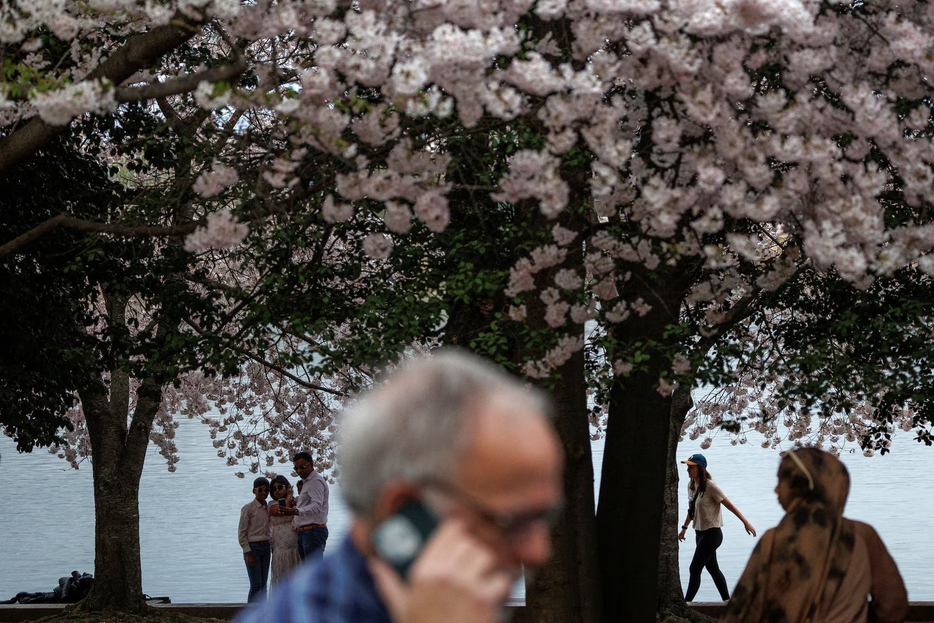 Du khách đi bộ và chụp ảnh tự sướng bên hoa anh đào tại Tidal Basin ở Washington, ngày 28/3. Ảnh: Tom Brenner/Reuters.
