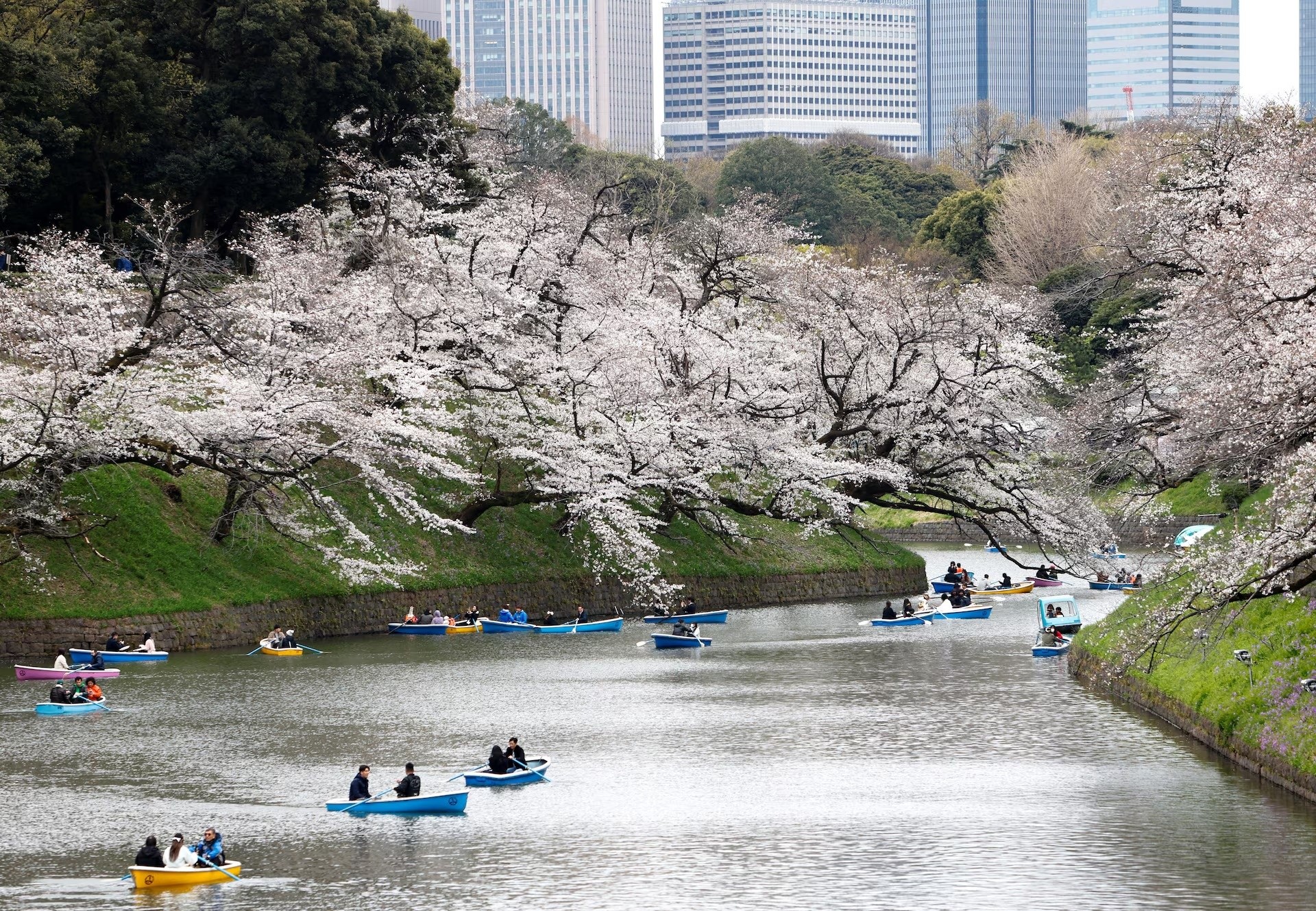 Du khách vừa đi thuyền vừa vãn cảnh, ngắm hoa anh đào nở rộ tại công viên Chidorigafuchi ở Tokyo, Nhật Bản ngày 31/3. Ảnh: Manami Yamada/Reuters.