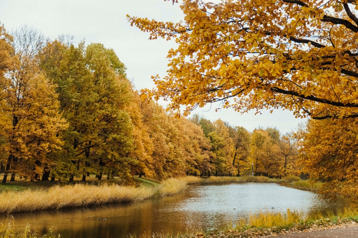 Gele bladeren bedekken de stad Poesjkin in Sint-Petersburg. Lá vàng phủ kín thành phố Pushkin, Saint Petersburg.
