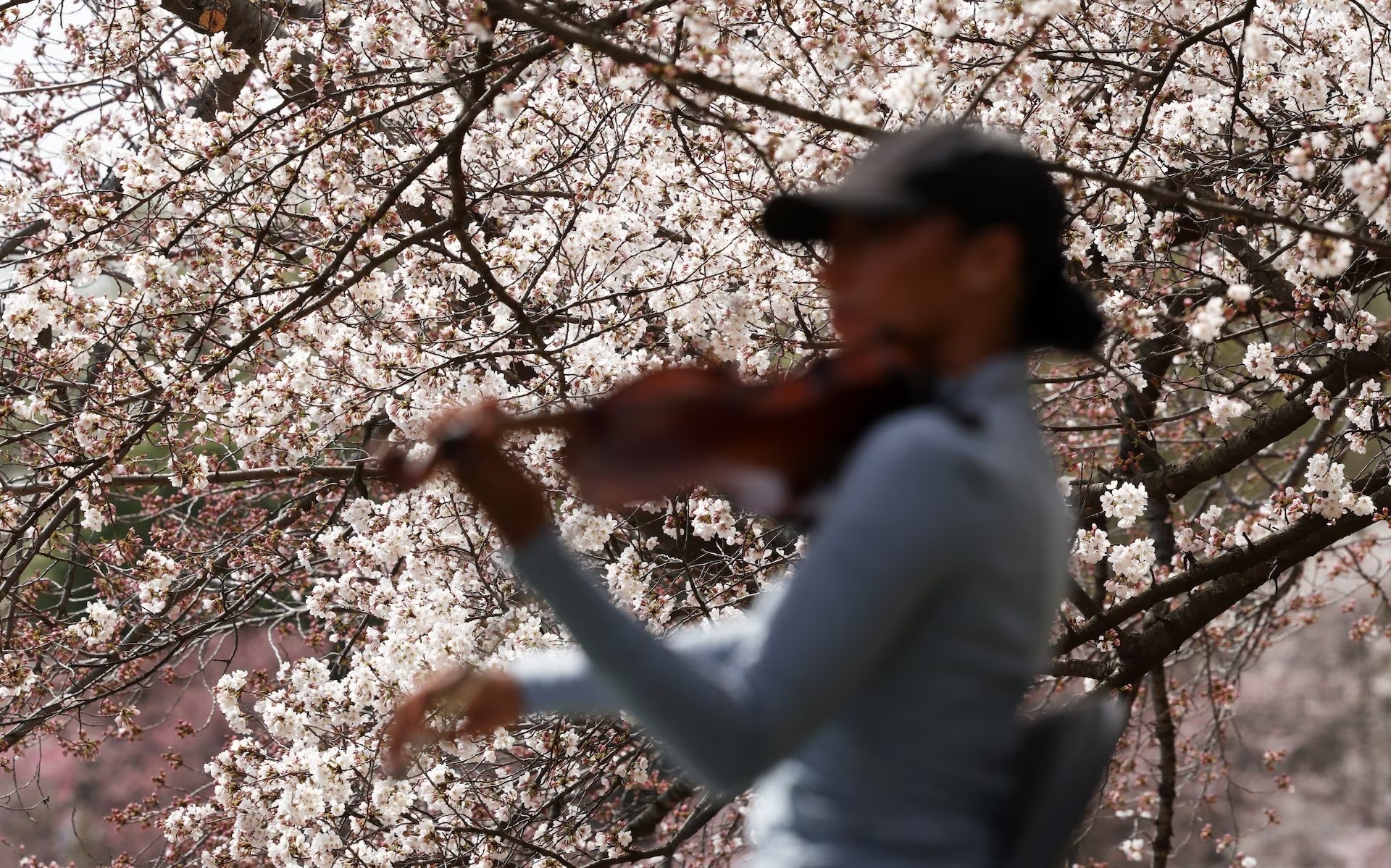 Một nghệ sĩ vĩ cầm chơi đàn giữa những bông hoa anh đào đoạn dọc theo Tidal Basin ở Washington ngày 25/3, thu hút sự chú ý của nhiều du khách. Ảnh: Kevin Lamarque/Reuters.