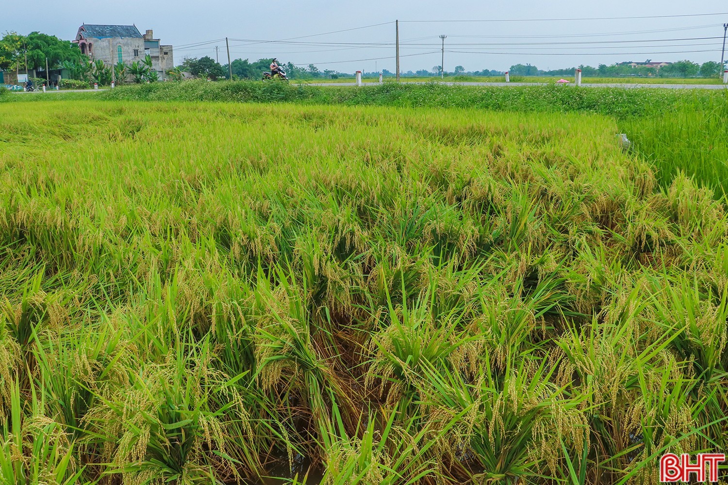 Bên cạnh những diện tích lúa chín vàng, tại một số địa phương, hậu quả của trận mưa lớn vừa qua vẫn còn hiện hữu. Nhiều diện tích lúa bị đổ ngã, ngập nước, có nguy cơ giảm năng suất.