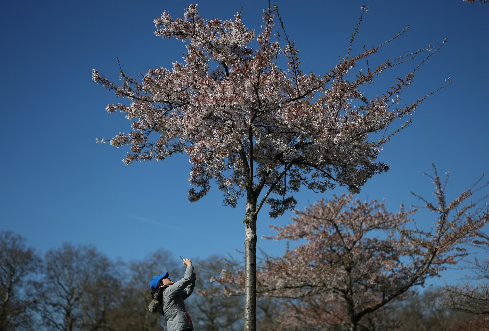 Người phụ nữ chụp ảnh cây hoa anh đào ở Công viên Battersea, London, Anh ngày 1/4. Ảnh: Hannah McKay/Reuters.