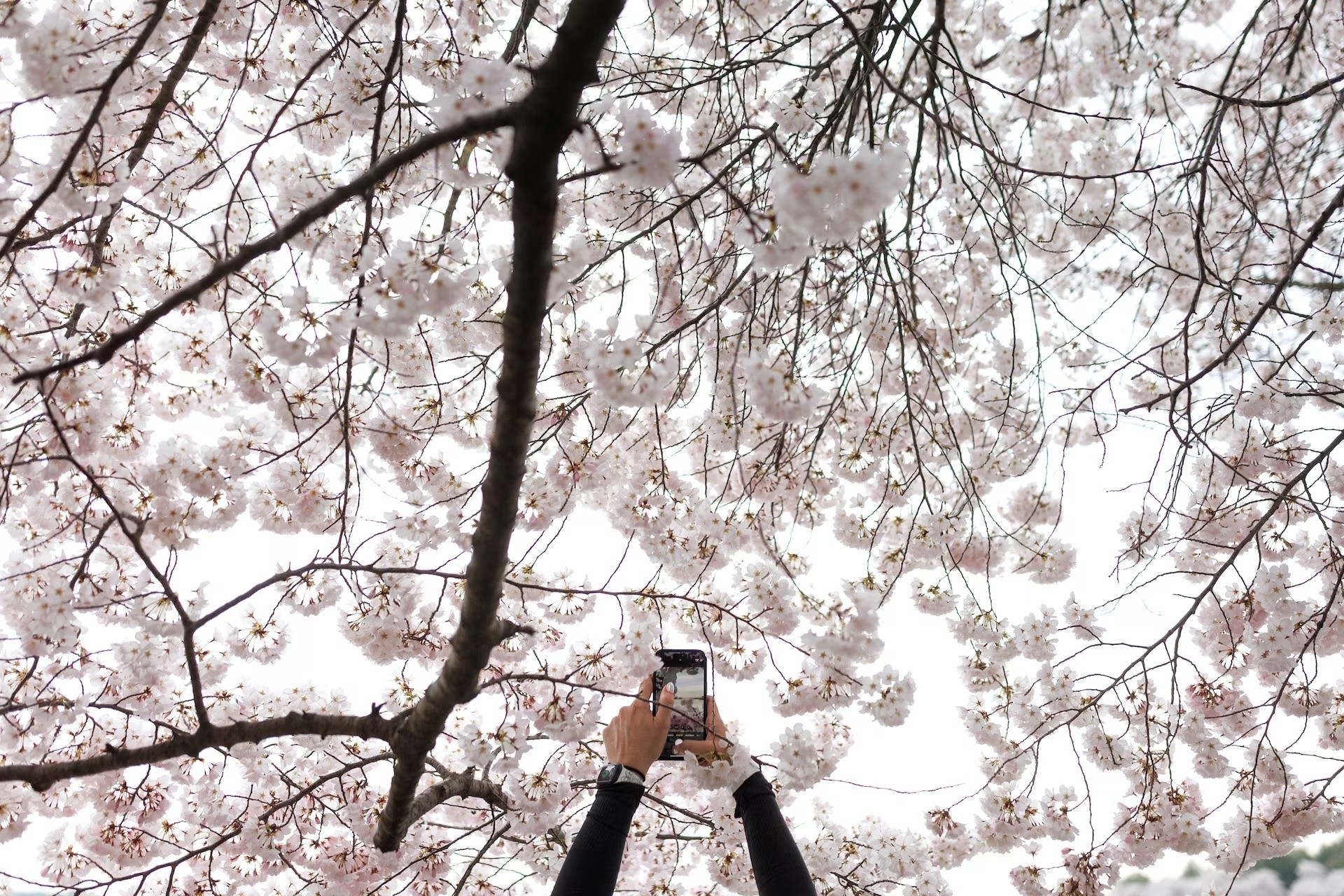 Một du khách hào hứng giơ điện thoại chụp ảnh hoa anh đào tại Tidal Basin, Washington, ngày 28/3. Ảnh: Tom Brenner/Reuters.