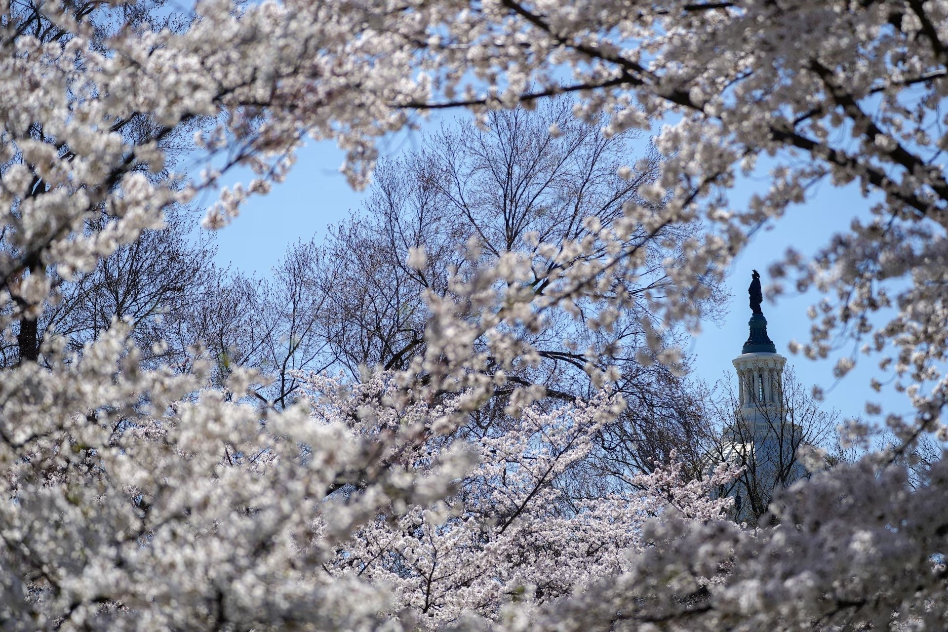 Cảnh hoa anh đào đồng loạt bung nở giữa tiết xuân tại Công viên Lower Senate trên Đồi Capitol ở Washington, ngày 27/3. Ảnh: Kent Nishimura/Reuters.