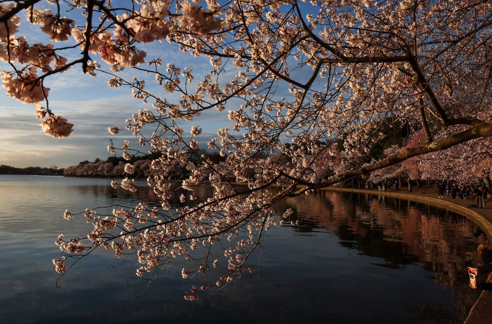 Những bông hoa anh đào nở rộ khi mặt trời mọc ở Tidal Basin, Washington, ngày 27/3. Ảnh: Leah Millis/Reuters.