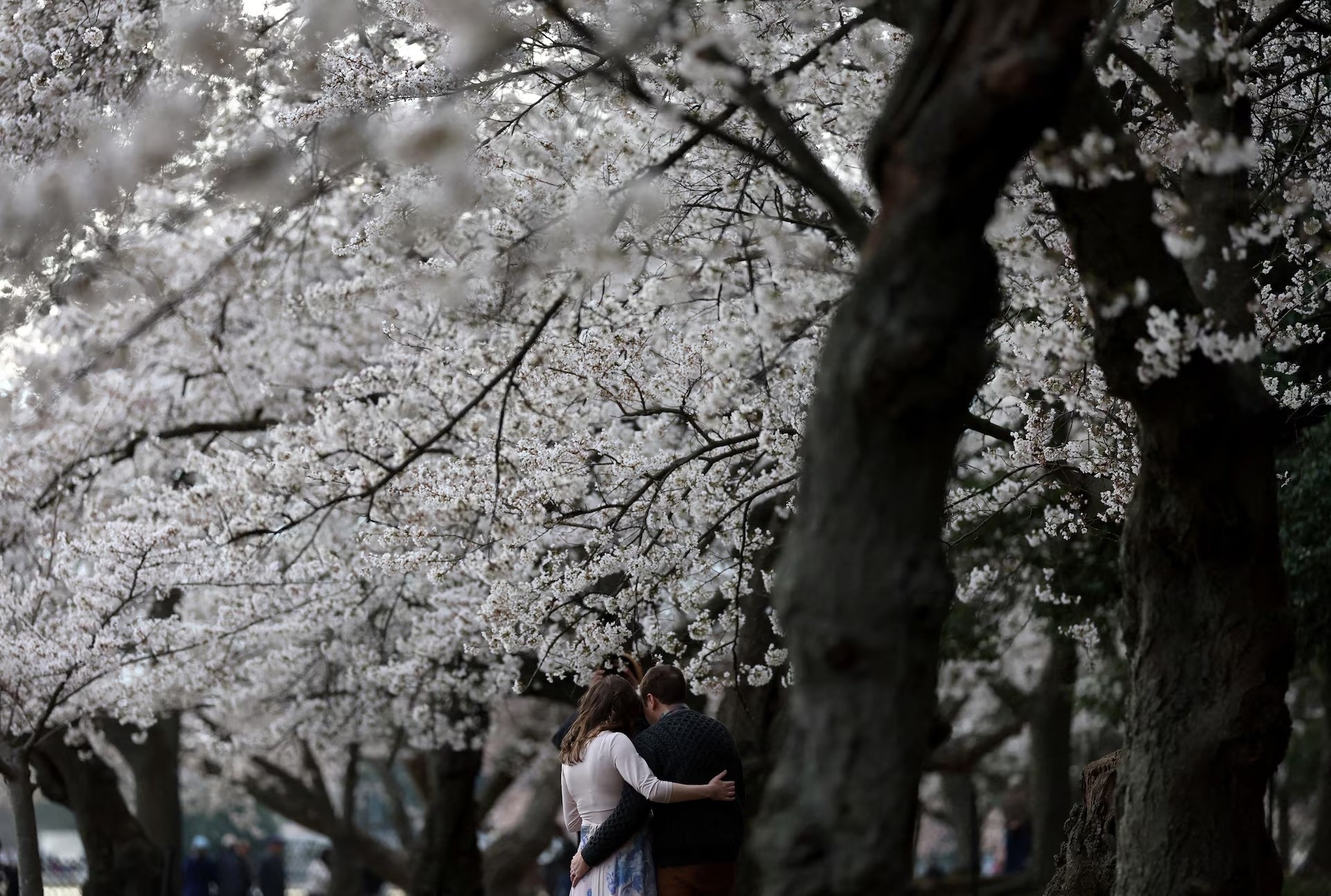 Du khách tạo dáng chụp ảnh bên những bông hoa anh đào nở rộ khi mặt trời mọc tại Tidal Basin ở Washington, ngày 28/3. Ảnh: Leah Millis/Reuters.