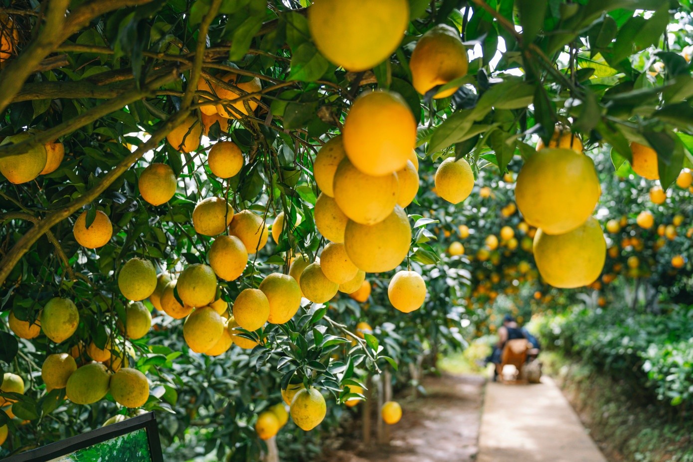 Hương cam theo gió thoảng nhẹ khiến ai ghé thăm cũng cảm thấy thư thái, dễ chịu. Nhờ được chăm sóc tỉ mỉ theo hướng hữu cơ, nhiều vườn cam trên cao nguyên Mộc Châu mỗi năm cho thu hoạch hàng chục tấn quả với chất lượng đồng đều, ngọt đậm và mọng nước.