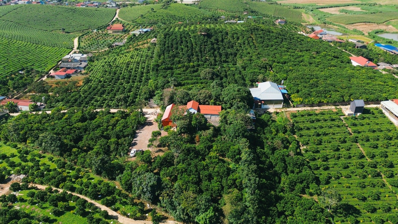 Từ tháng 10 đến nay, những vườn cam ở phường Vân Sơn, Thảo Nguyên và Mộc Sơn chín căng mọng, vàng ươm nổi bật trên nền lá xanh tạo nên một bức tranh thiên nhiên sống động thu hút đông du khách đến tham quan.