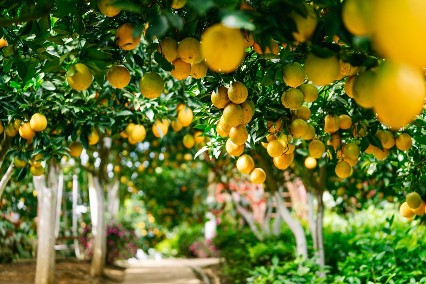 Các tour Mộc Châu vào dịp cuối năm gần như không thể thiếu điểm dừng chân tại vườn cam, bởi đây là hoạt động mang đến trải nghiệm chân thực về nông nghiệp địa phương. Bà Nguyễn Thị Hoa - Chủ tịch UBND phường Mộc Châu - cho biết mô hình kết hợp giữa nông nghiệp sạch và du lịch trải nghiệm không chỉ giúp tăng giá trị nông sản mà còn mở ra hướng phát triển bền vững cho địa phương.