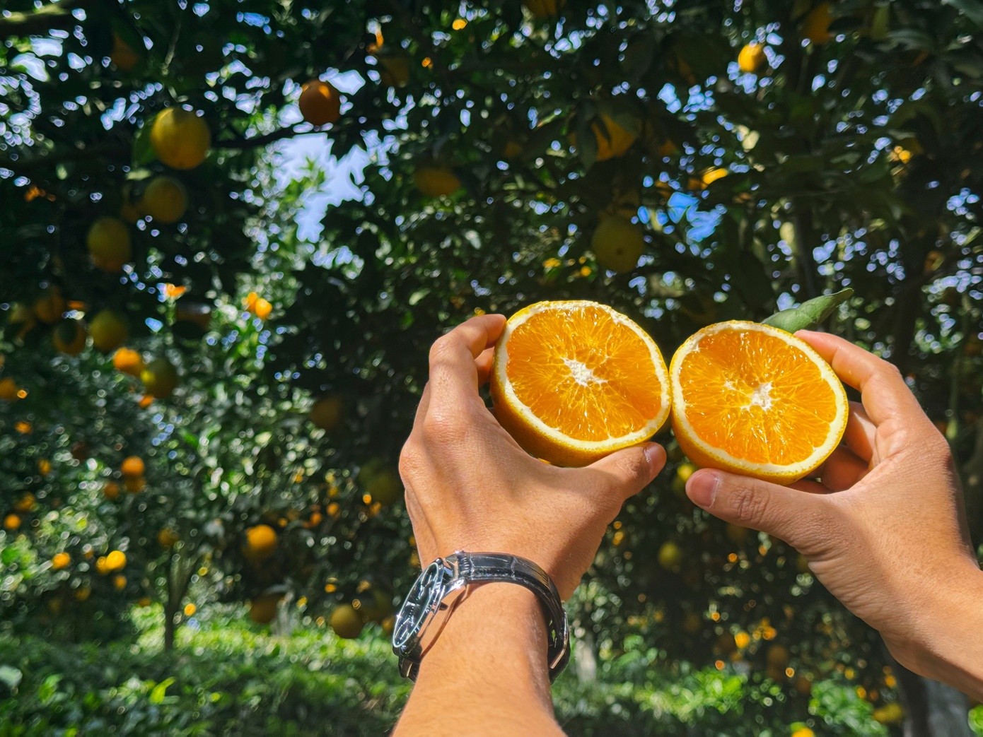 Anh Kiên chia sẻ người dân Mộc Châu hiện trồng các loại cam như: cam Ly, cam canh, cam V2. Đến mùa, khu vườn được khoác chiếc áo vàng rực rỡ, trải dài trên sườn đồi tạo nên không gian vừa thơ mộng vừa tràn đầy sức sống.